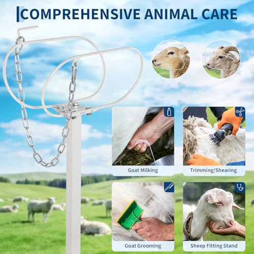 Goat Milking Stand, Metal Livestock Platform - Heavy Duty 47"X23" Metal Livestock Shearing Stand with Adjustable Height (21" to 33") & Headpiece/Nose Loop, White - color: White
