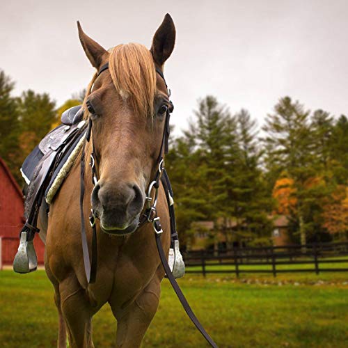 Derby Originals Tahoe Tack Plain Double Layer Nylon Padded Western Horse Headstall with Reins