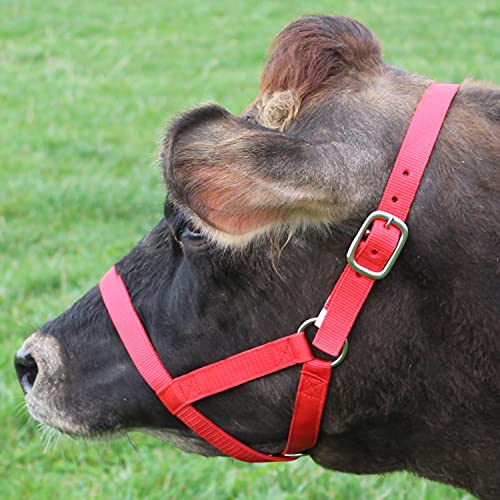 Derby Originals Adjustable Nylon Livestock Cattle Halters - color: Black, size: X-Large (1400-2000+lbs)