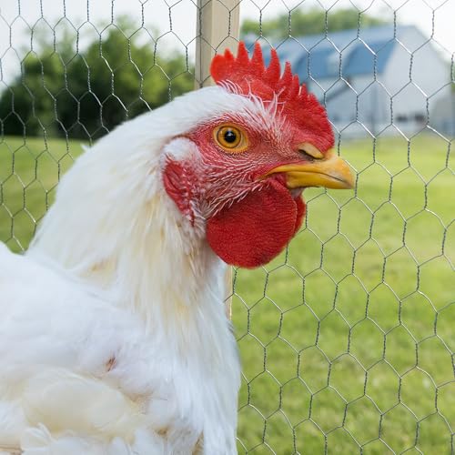 YARDGARD 2 Inch Poultry Netting, Chicken Wire Fence, 20 Gauge Galvanized Steel, Rabbit Fencing, Bird Enclosures, Garden Protection and Plant Support, 24 Inches x 150 Feet - size: 24 Inches x 150 Feet