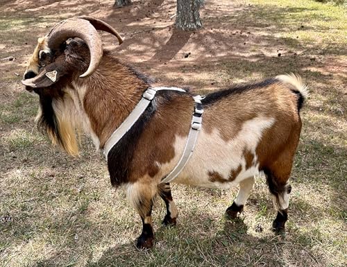 Asatre Goat Harness - Adjustable Livestock Harness – X-Large - size: X-Large