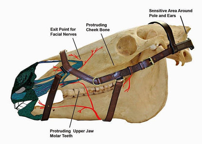 Pressure Relief Comfort Ergonomic Horse Bridle Havana Brown | Ergonomic | Comfortable | Durable (Bridle + Leather Reins, Full/Horse)