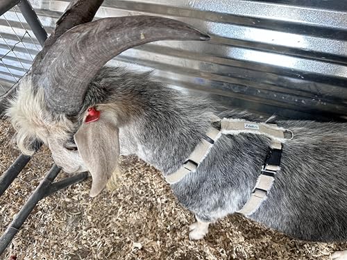Asatre Goat Harness - Adjustable Soft Padded Livestock Harness - Large - size: Large