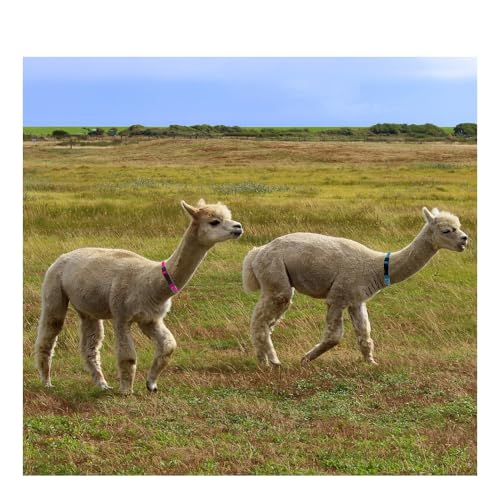 3 Pack Goat Collars with Bell，Adjustable Nylon Collar Set Sheep Collar with Cow Horse Sheep Grazing Copper Bells Accessories for Cow Goat and Small Farm Animal Pet Goat Sheep Cow Accessories
