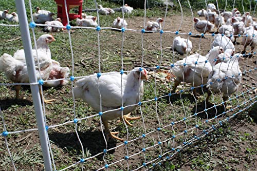 48" x 164' Electric Poultry Netting with Double Spiked Fiberglass Posts | Electric Fence for Chickens in Backyards, Homesteads, Farms and Ranches