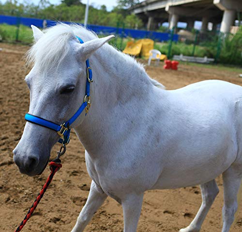 T TEKE Adjustable Horse Halters by Heavy Duty Soft Nylon, Padded with Anti-rubbing Waffle Neoprene on Both Crown & Nose - color: Blue, size: S Pony