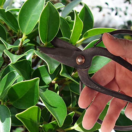 BambooMN Bonsai Basics Set - 8" Concave Cutter, 7" Heavy Duty Shear - 1 Set - color: Concave Cutter & Heavy Duty Shear Set, size: 1