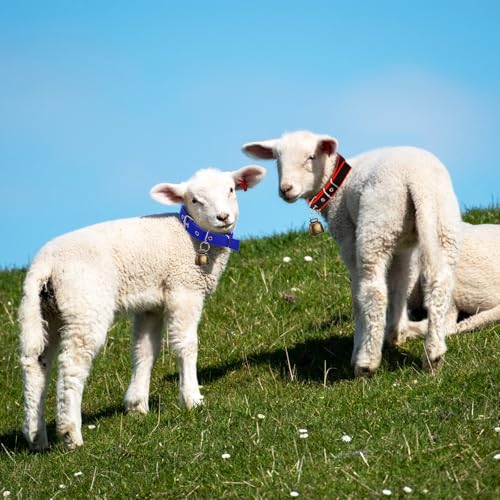Coloch 12 Pack Goat Collars with Bells, Adjustable Nylon Sheep Collar with Anti-Lost Loud Cow Bells Small Copper Bronze Bells for Sheep, Cow, Goat, Dog