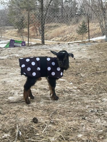 Insulated Kid Coats for Newborn Goats 14"- Polka Dot