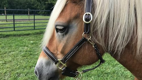 Derby Originals Liverpool Fancy Stitched Padded Adjustable Leather Horse Halter