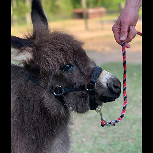 HalterUp Cute and Stylish Foal and Small Miniature Horse Halter and Lead Rope - Strong and Durable Yet Comfortable - Available in Black and Pink (Black, Foal/Newborn (up to 6 Months))