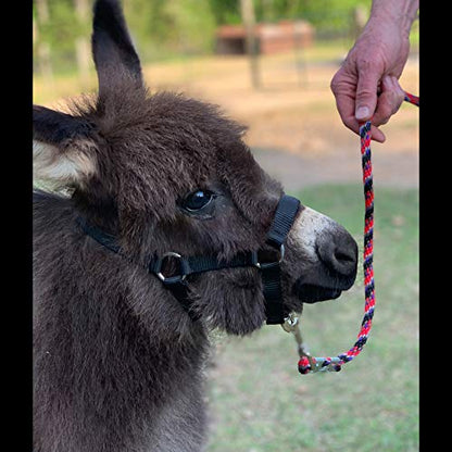 HalterUp Cute and Stylish Foal and Small Miniature Horse Halter and Lead Rope - Strong and Durable Yet Comfortable - Available in Black and Pink (Black, Foal/Newborn (up to 6 Months))