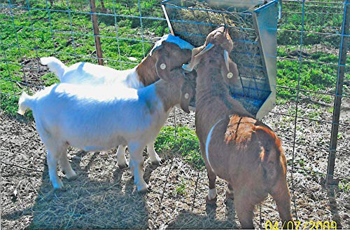 Little Giant® Mountable Sheep and Goat Feeder - 2 in 1 Goat and Sheep Feeder and Hay Rack - Combination Hay and Grain Saves Space (Item No. 168793)