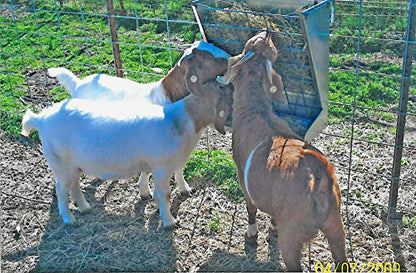 Little Giant® Mountable Sheep and Goat Feeder - 2 in 1 Goat and Sheep Feeder and Hay Rack - Combination Hay and Grain Saves Space (Item No. 168793)