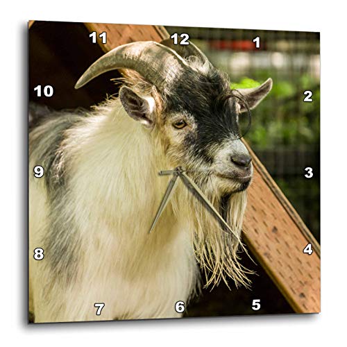 3dRose Adult African Pygmy Goat. 10x10 Wall Clock