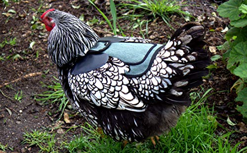 DOWN UNDER OUTDOORS Medium-Large Chicken Saddle Hen Apron Saver (Blue) - color: Blue