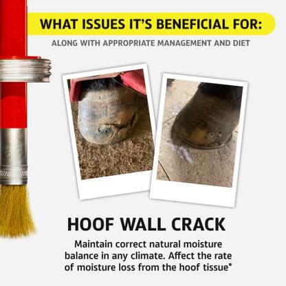 Equine One Natural Hoof Mender - 100% All-Natural Hoof Care Product - Abscesses || Thrush || White Line || Quarter Crack (Gallon) - size: Gallon