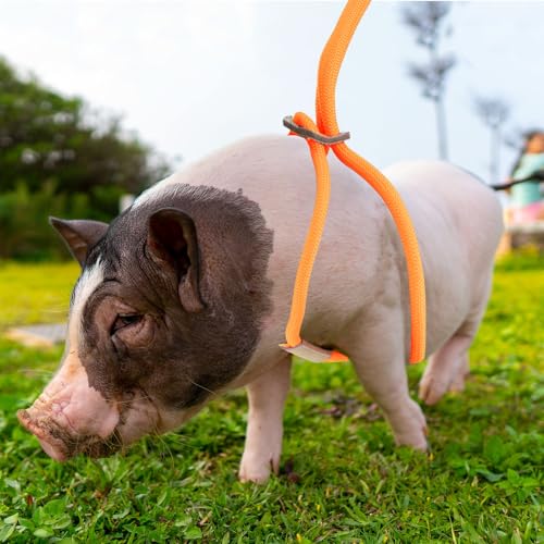 Mini Pig Harness & Leash, Adjustable 8 Feet Long Rope for Small to Medium Pet Pigs - color: Orange