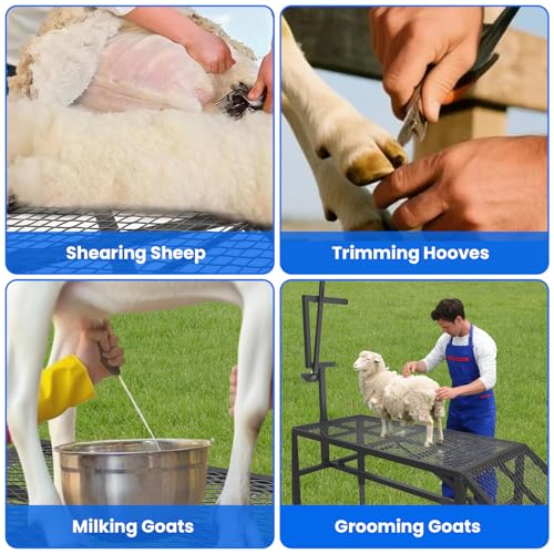 Adjustable Goat Milking Stand – Heavy Duty Steel Grooming & Trimming Platform with Ramp for Sheep & Goats – Livestock Milking Station, Height 18.5 to 28.8 Inches