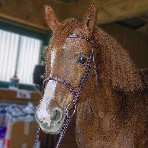 Everyday Raised Fancy Stitched Leather English Schooling Bridle with Laced Reins St. Steel Hardware with 1 Year Warranty. - color: Chestnut, size: Warmblood