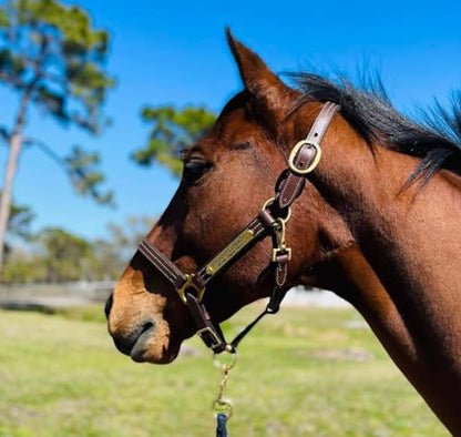 Leaders Leather Halter for Horses with Customized Engraved Name Plate Option Halter for Horse - size: Horse Size