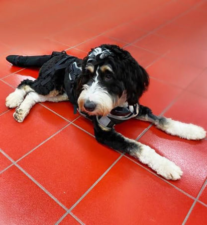 Tail Guard & Harness Set - Veterinary Dog Tail Protector & Injury Wrap, Size XS - size: XS