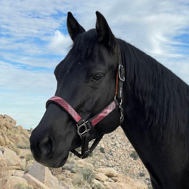 Kensington Premium Breakaway Halter with Padded Nose — Added Breakaway Safety Measures — Snap at Throat for Identical Fit Each Time - color: Black, size: Medium