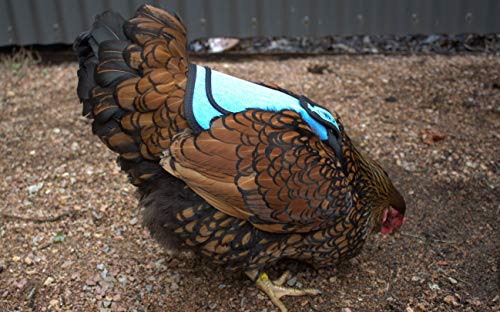 DOWN UNDER OUTDOORS Medium-Large Chicken Saddle Hen Apron Saver (Blue) - color: Blue