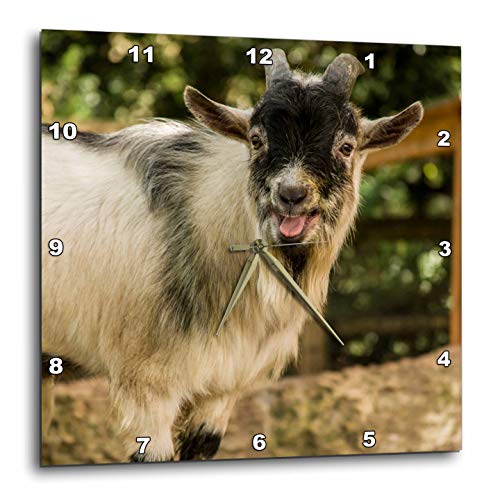 3dRose African Pygmy Goat Calling. 10x10 Wall Clock