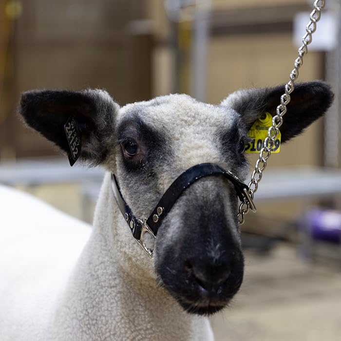 SULLIVAN'S Next Level Sheep & Goat Halter (Black/Black) - color: Black/Black