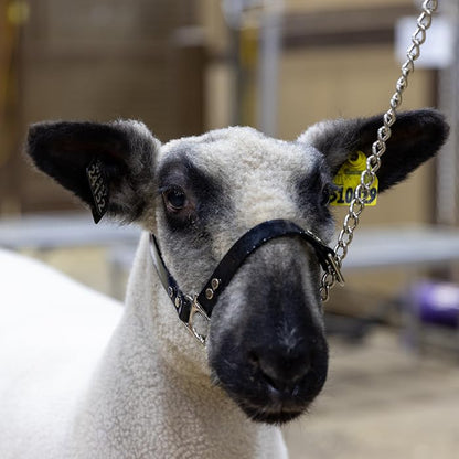 SULLIVAN'S Next Level Sheep & Goat Halter (Black/Black) - color: Black/Black