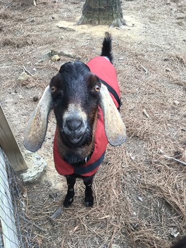 Insulated Kid Coats for Newborn Goats 14" - Dark Green
