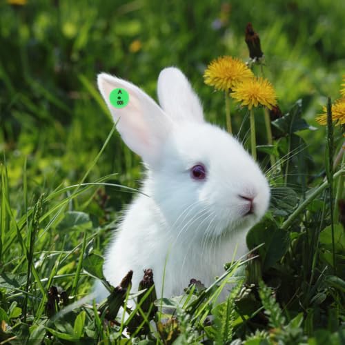HEMOTON Rabbit Ear Tags, 100-Piece Numbered Identification Labels