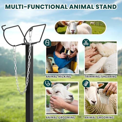 Goat Milking Stand for Hoof Trimming - Durable 47 x 23 Inch Metal Livestock Stanchion, Comfortable Head Lock and Nose Cup, Height Adjustable 21" to 33" for Homesteads, Small Farms, Sheep, Calves
