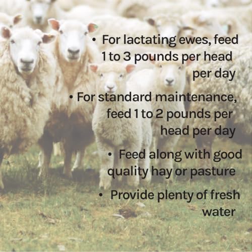 New Country Organics | Sheep Feed for Lactating Ewes and General Maintenance | Soy-Free | 13% Protein | Certified Organic and Non-GMO | 40 lbs Bag