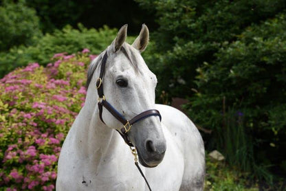 Perri's Horse Soft Padded Leather Halter - color: Havana/Blue