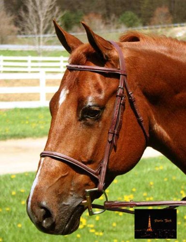 Everyday Raised Fancy Stitched Leather English Schooling Bridle with Laced Reins St. Steel Hardware with 1 Year Warranty. - color: Chestnut, size: Pony