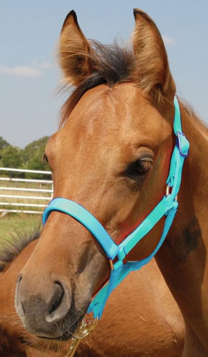 Jeffers Equine Nylon Pony Halter – Heavy Duty 2 Ply Adjustable Design with 3/4" Webbing & Cast Hardware, Secure Fit for Stable Tack, Training, & Barn Use, Pairs with Blanket - color: Turquoise, size: Foal - Up to 200 lbs