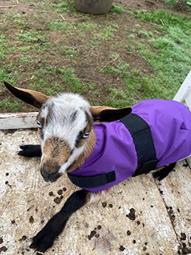 Insulated Kid Coats for Newborn Goats 14" - Black
