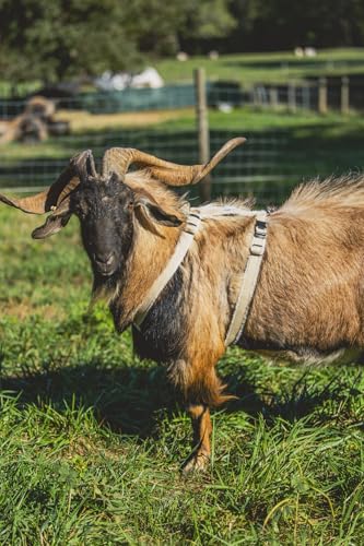 Asatre Goat Harness - Adjustable Livestock Harness – X-Large - size: X-Large