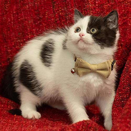 Collar for Cat Pet Breakaway with Bell Bowtie Detachable Bow Adjustable Safety Kitten Puppy Girl Boy 2pcs Beige Leopard & Pure - color: Leopard & Pure-Beige
