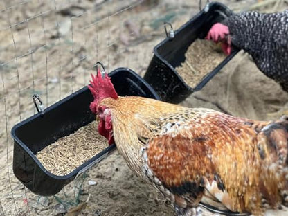 Terminalia 3 Pack Duck Chicken Poultry Hanging Fence Feeder | 8 Quarts in Total | Black｜A Free Feed Scoop Included - color: 3Black