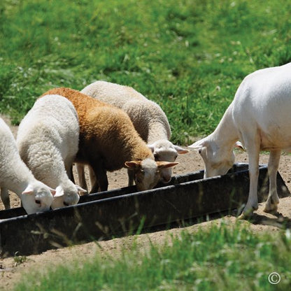 Premier 1 PortaTrough™ 5 – Portable Feed & Water Trough – 61" L x 12.5" W | Portable design. For grain, salt, mineral or water. For sheep, goats, ducks, geese & poultry. 61"L x 12.5"W x 6.25"D.