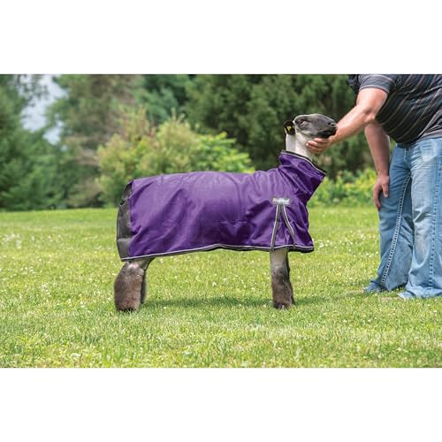 Weaver Leather Livestock ProCool Mesh Sheep Blanket with Reflective Piping, Purple, Extra Large