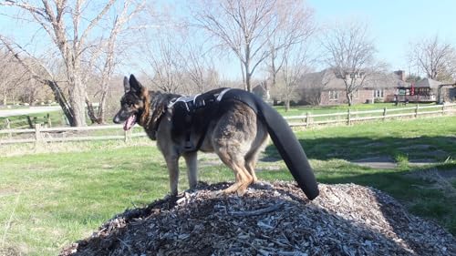 Tail Guard & Harness Set - Veterinary Dog Tail Protector & Injury Wrap, Size Standard-XL - size: XL