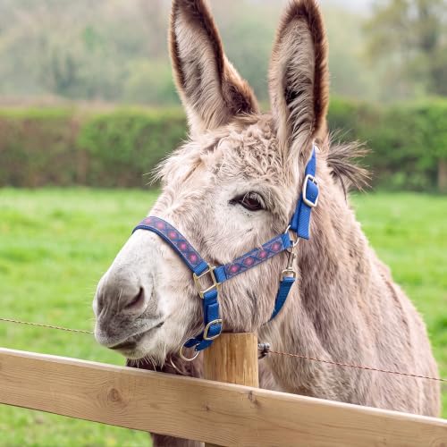 Miniature Donkey Halter, Adjustable Nylon Pony Halter with 3 Adjustable Buckles, Lightweight Small Equine for Farm Mini Horses Training, Blue, No Lead Rope Included