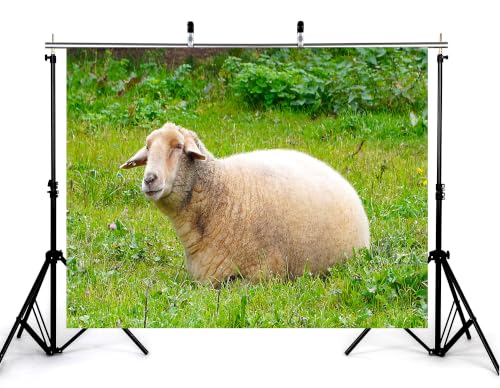 5x3ft Fabric Resting Wool Sheep Backdrop Lush Green Wildflower Meadow Soft Natural Light Farm Animal Photography Background Tapestry Country Farm Decorations Photo Booth Props - size: 5x3ft