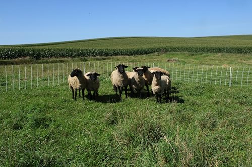 Classic Electric Netting- Electric Fence Protects Sheep, Goats, Gardens, beehives, and More. Electric net Fence Keeps preditors Out. (42" x 82') - size: 42" x 82'
