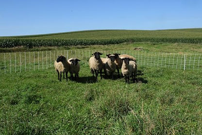 Classic Electric Netting- Electric Fence Protects Sheep, Goats, Gardens, beehives, and More. Electric net Fence Keeps preditors Out. (35" x 82') - size: 35" x 82'
