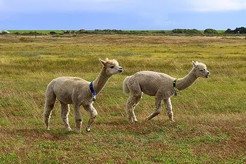 Goat Collars With Bell, 3 Pack Adjustable Nylon Collar Set For Sheep, Cow, Horse, Anti-Lost Bronze Bell Accessories For Small Farm Animal Pets